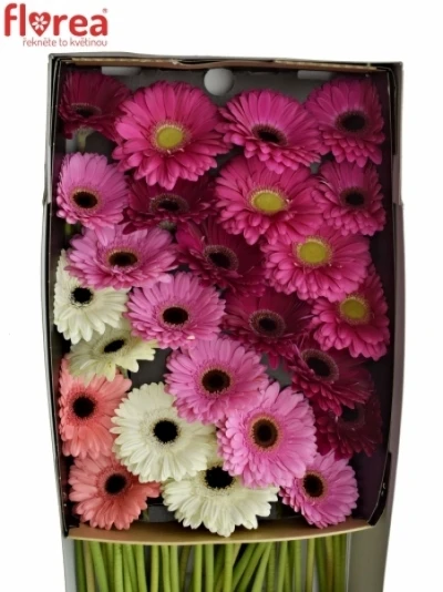 Gerbera GR DIAGONAAL GEM LILA