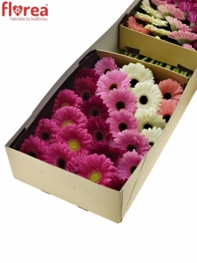 Gerbera GR DIAGONAAL GEM LILA