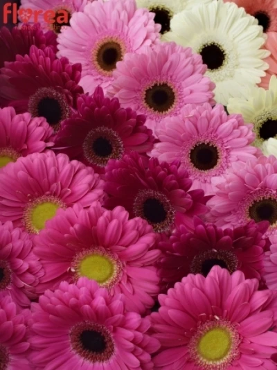 Gerbera GR DIAGONAAL GEM LILA