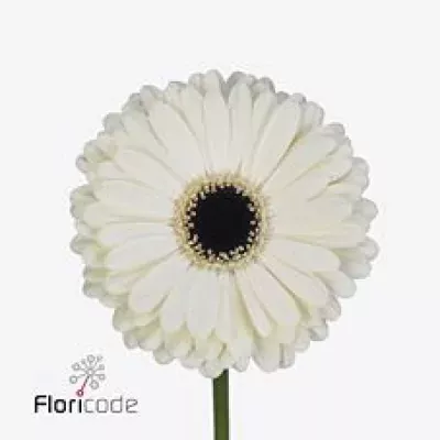 Gerbera GR DICE 10cm