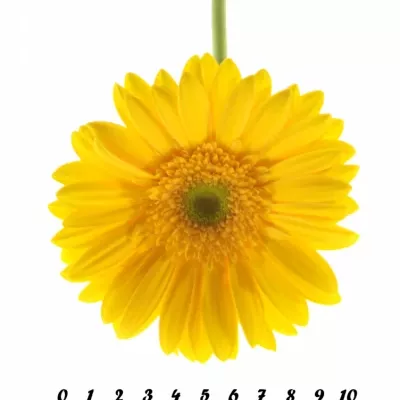 Gerbera GR DINO 10cm