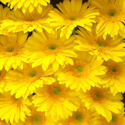 Gerbera GR DINO 10cm