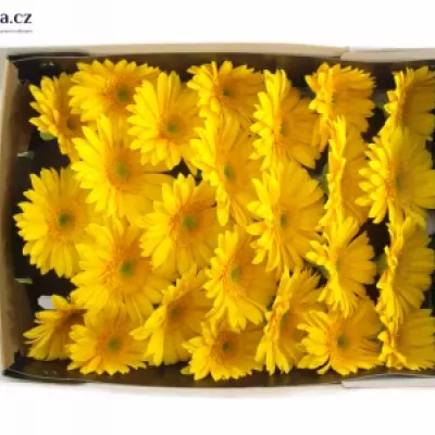 Gerbera GR DINO 10cm