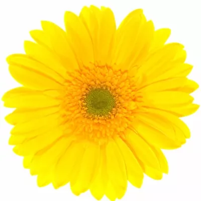 Gerbera GR DINO 10cm