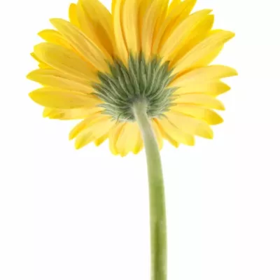 Gerbera GR DINO 10cm