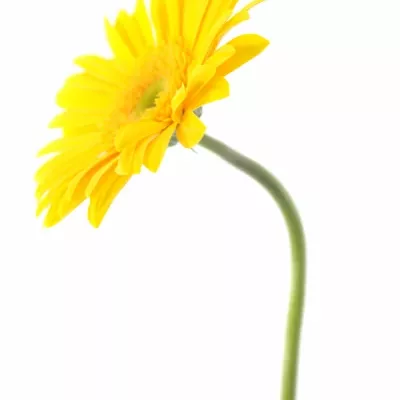 Gerbera GR DINO 10cm