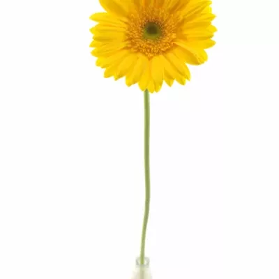 Gerbera GR DINO 10cm