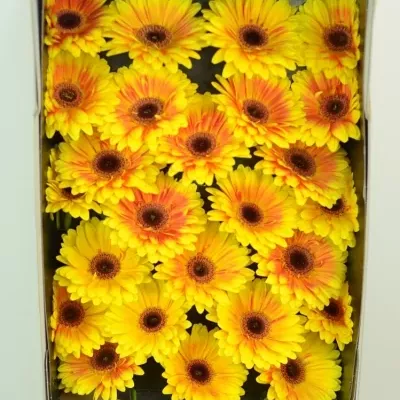 Gerbera GR DIVINE 10cm