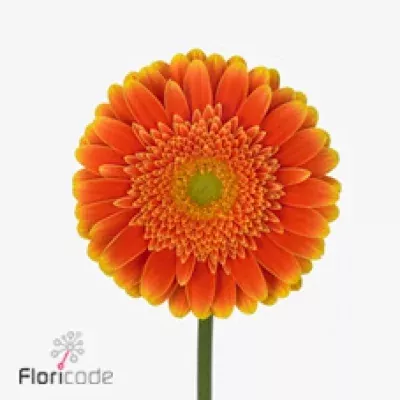 Gerbera GR DOUBLE DATE