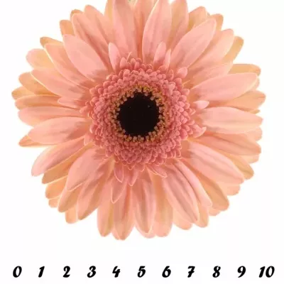 GERBERA GR DUTCH DIVA