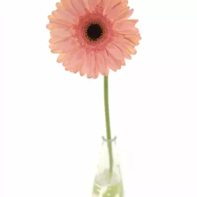 GERBERA GR DUTCH DIVA