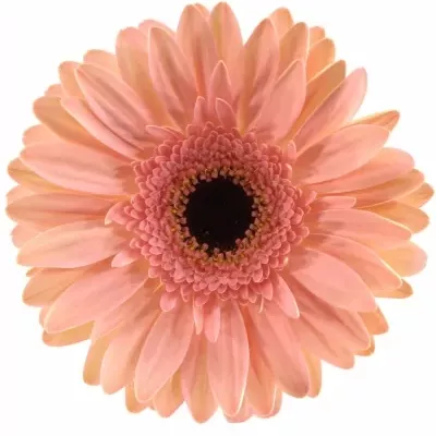 GERBERA GR DUTCH DIVA