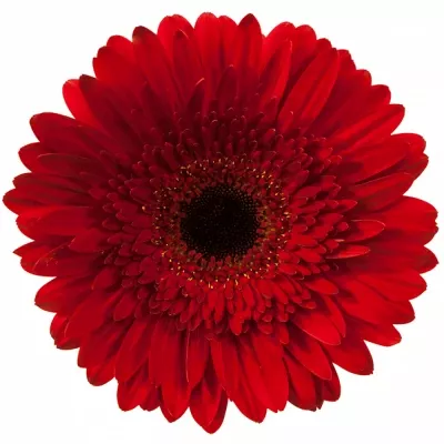 Gerbera GR DYNAMIC 10cm