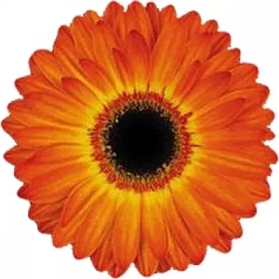 Gerbera GR ENTOURAGE 10cm