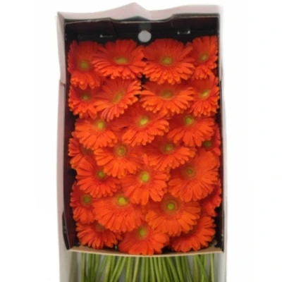 Gerbera GR EUREKA