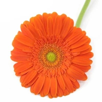 Gerbera GR EUREKA