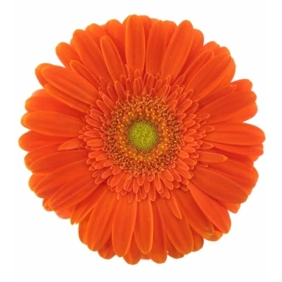 Gerbera GR EUREKA 10 cm