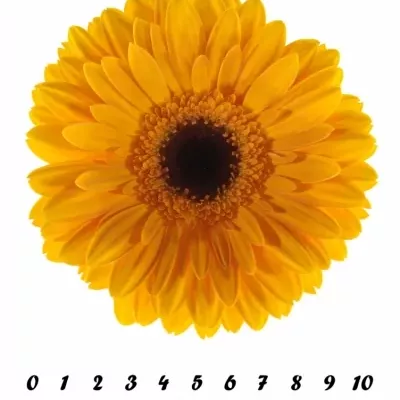 Gerbera GR FELLOW