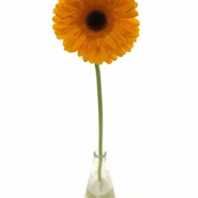 Gerbera GR FELLOW