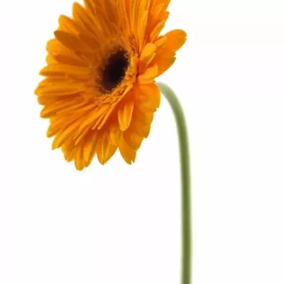 Gerbera GR FELLOW