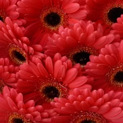 Gerbera GR FIVE STAR 10cm