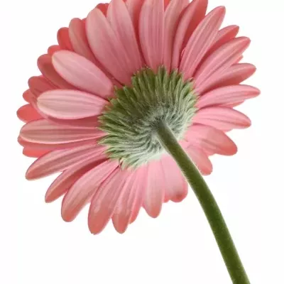 Gerbera GR FIVE STAR 10cm