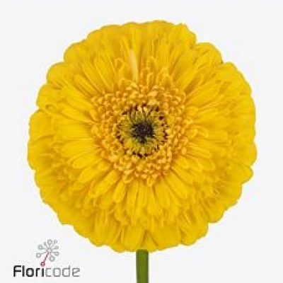 Gerbera GR GERPONI BIG BOSS 10cm (WATER)