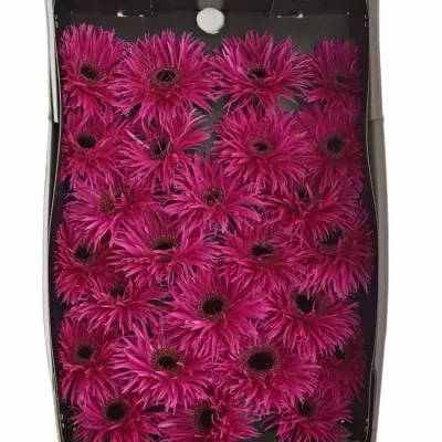Gerbera GR GERSP FANTASIA 10cm