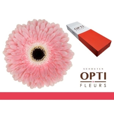 Gerbera GR GRACELAND