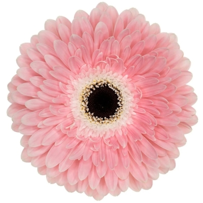 Gerbera GR GRACELAND 10 cm