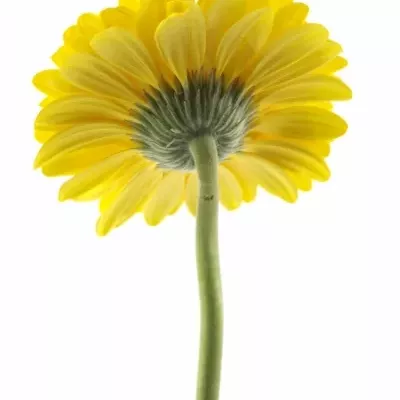 Gerbera GR HEATWAVE 10cm