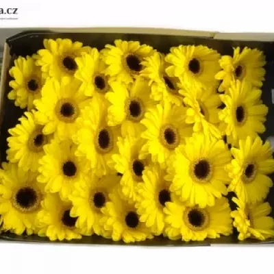 Gerbera GR HEATWAVE 10cm