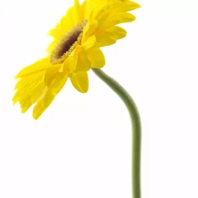 Gerbera GR HEATWAVE 10cm