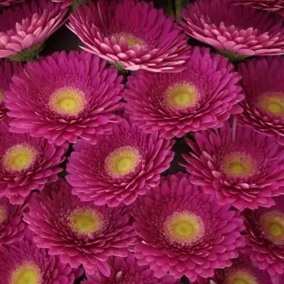 Gerbera GR HOLLYWOOD 10cm