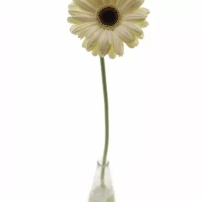 Gerbera GR ICE QUEEN 10cm