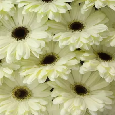 Gerbera GR ICE QUEEN 10cm