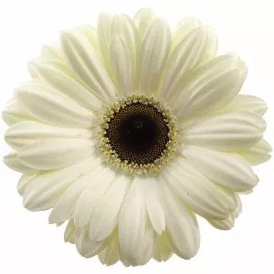 Gerbera GR ICE QUEEN 10cm