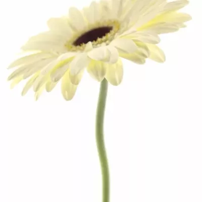 Gerbera GR ICEBERG 10cm