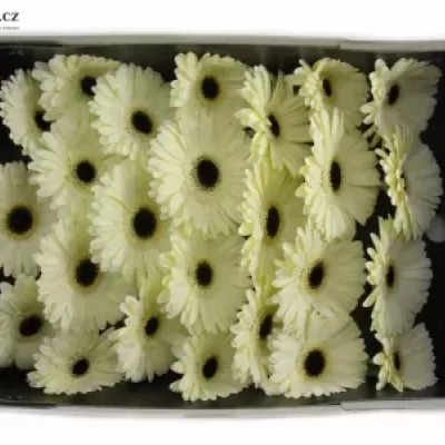 Gerbera GR ICEBERG 10cm
