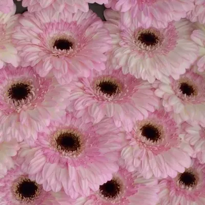 Gerbera GR IDOL 10cm