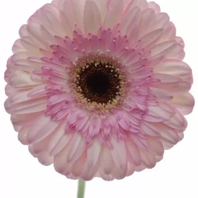 Gerbera GR IDOL 10cm