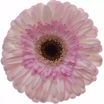 Gerbera GR IDOL 10cm