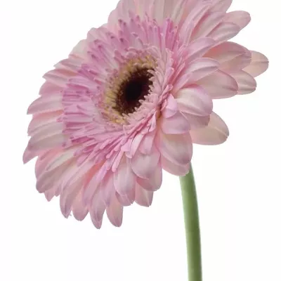 Gerbera GR IDOL 10cm