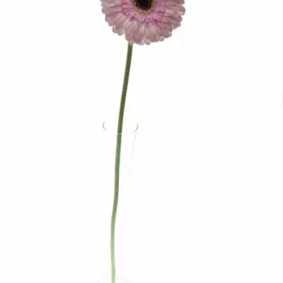 Gerbera GR IDOL 10cm