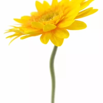 Gerbera GR INDIAN SUMMER 10cm