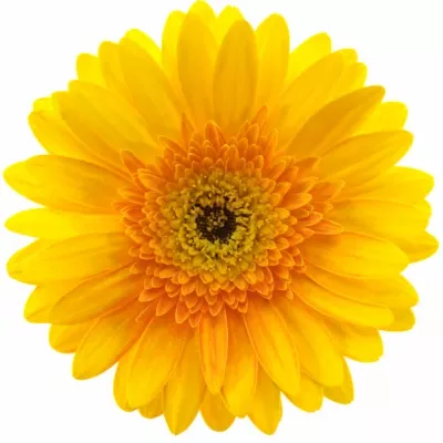 Gerbera GR INDIAN SUMMER 10cm