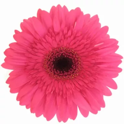 Gerbera GR INTENSE 10cm