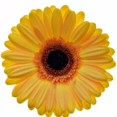 Gerbera GR Jetset 10cm