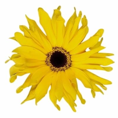 Gerbera GR KRULVORMIG GERPASTA SOLOMIO 10cm (WATER)