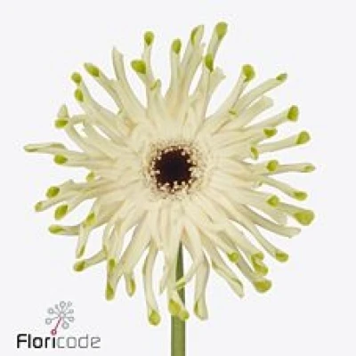 Gerbera GR KRULVORMIG PASTINI ARONA 10cm (WATER)